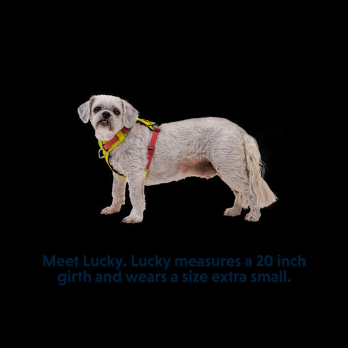 RuffWear Hi & Light Lightweight Dog Harness Small Lichen Green - Poudre Pet & Feed Supply 2