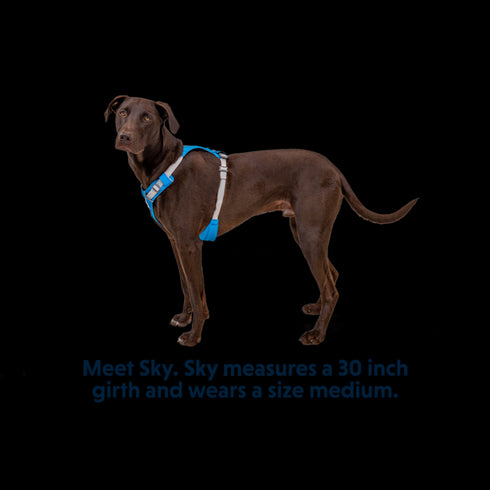 RuffWear Hi & Light Lightweight Dog Harness Small Blue Dusk - Poudre Pet & Feed Supply 2