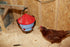 VSI Little Giant Deluxe Hen Hydrator - 1 Gallon - Poudre Pet and Feed Supply