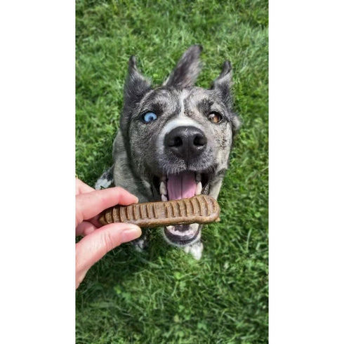 Jiminy's Dental Chew Dog Treats for Medium Adult Dogs 12Ct - Poudre Pet and Feed Supply