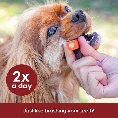 Ark Naturals Brushless Toothpaste Protection+ Small Dental Dog Treats, 12-oz bag,