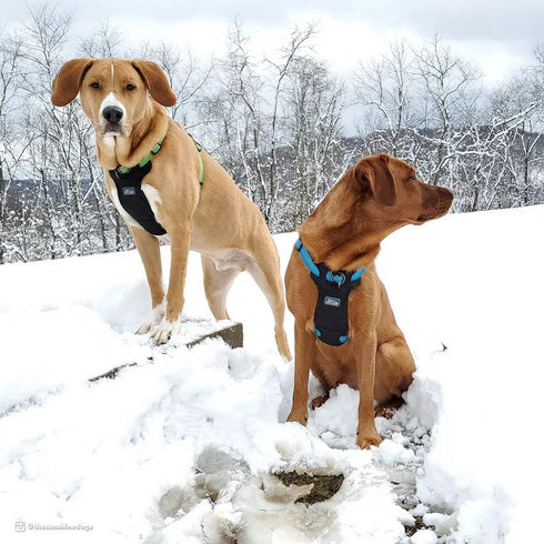 K9 Explorer Brights Reflective Front-Connect Harness 5/8"x16"-24" Lake - Poudre Pet & Feed Supply 2