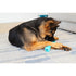 Totally Pooched Stuff'n Brush Stick 9" Teal - Poudre Pet & Feed Supply 5