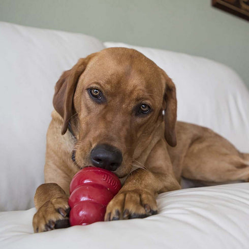 KONG Bacon and Cheese Snacks Large Dog Treats 11 oz - Poudre Pet & Feed Supply 4