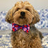 Huxley & Kent Convo Hearts Bow Tie Large - Poudre Pet & Feed Supply 3