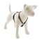 Lupine Roman Dog Harness 3/4" x 20-32" Pina Colada - Poudre Pet & Feed Supply