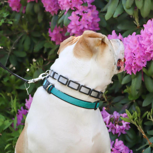 Coastal Natural Control Training Collar Large Gray 1" x 22" poudrefeed.com 2