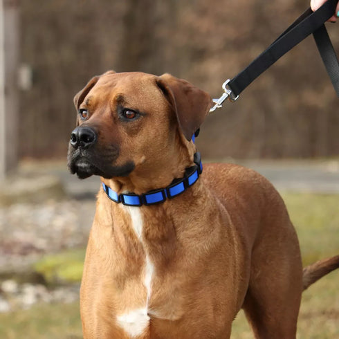 Coastal Drop Natural Control Training Collar Additional Links - Poudre Pet and Feed Supply