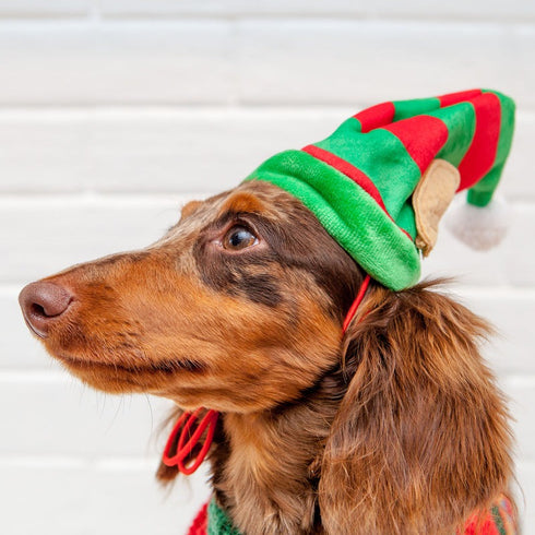 Huxley & Kent Lil Helper Elf Hat For Dogs Small