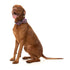 FuzzYard Be My Ghoul Bowtie Purple Small - Poudre Pet & Feed Supply 2