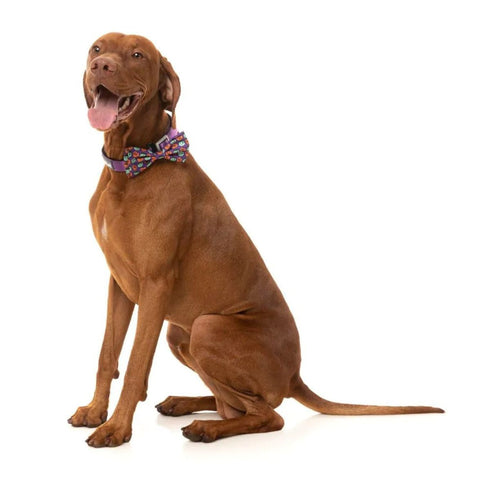 FuzzYard Be My Ghoul Bowtie Large Purple Poudre Pet & Feed Supply 2