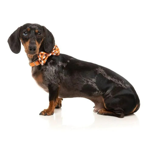 FuzzYard Boogie Nights Bowtie Large - Poudre Pet & Feed Supply 2