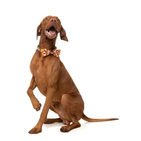 FuzzYard Boogie Nights Bowtie Large - Poudre Pet & Feed Supply 3