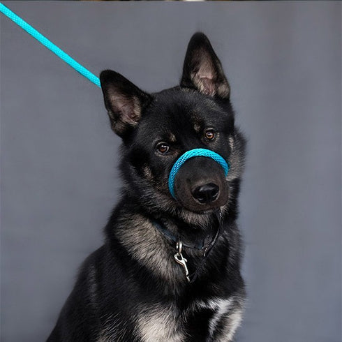 Heather's Heroes Sidekick Mini 1/4" x 6' Turquoise Dog Leash poudrefeed.com 2