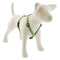 Lupine Eco Roman Dog Harness 3/4" x 12"-20" Moss - Poudre Pet & Feed Supply