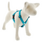 LUPINE Basic Solids Roman Dog Harness, Aqua, 1x20-32" - Poudre Pet and Feed Supply