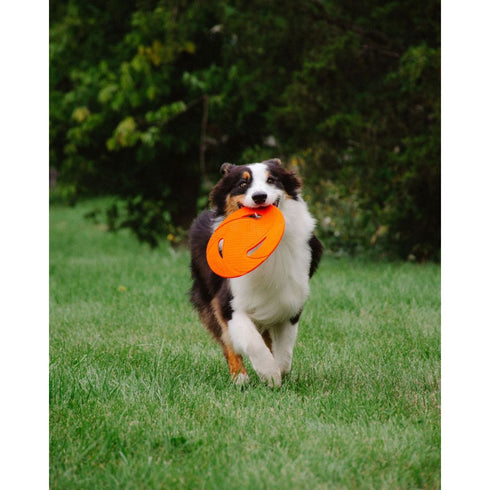 Ngage Flyer Orange Dog Toy Poudre Pet & Feed Supply 2