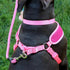 Coastal Rope Dog Leash 6' Pink Bright poudrefeed.com 2