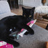 Meowijuana Get Smoked Refillable Rainbow Trout Cat Toy poudrefeed.com 4