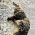 Meowijuana Get Smoked Refillable Rainbow Trout Cat Toy poudrefeed.com 5