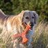 Ngage Propeller Regular 11" Orange Dog Toy - Poudre Pet & Feed Supply 2