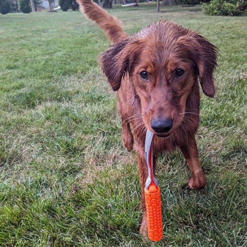 Ngage Bumper Junior Dog Toy 14.5" Orange - Poudre Pet & Feed Supply 2