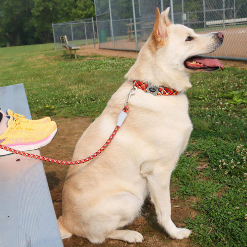 Coastal Pro Active Adjustable Woven Reflective Dog Collar XS Burning Blocks poudrefeed.com 3