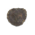 Paws & Co Beef Liver Dipped Elk Antler Buttons for Small Medium Dogs 2.5"-3" - Poudre Pet and Feed Supply