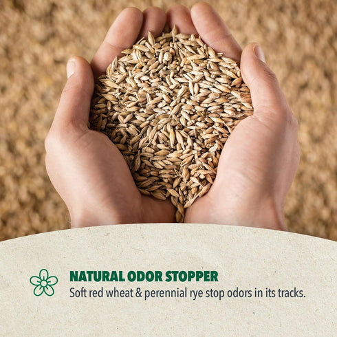 Boxie Cat Eco Ultra Sustainable Plant-Based Clumping Cat Litter 6.5lb - Poudre Pet and Feed Supply