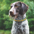 Up Country Collar Adjustable Bright Sunflower Dog Collar Large - Poudre Pet & Feed Supply 2