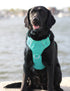 Chesapeake Bay Dog Harness Sea Foam Small