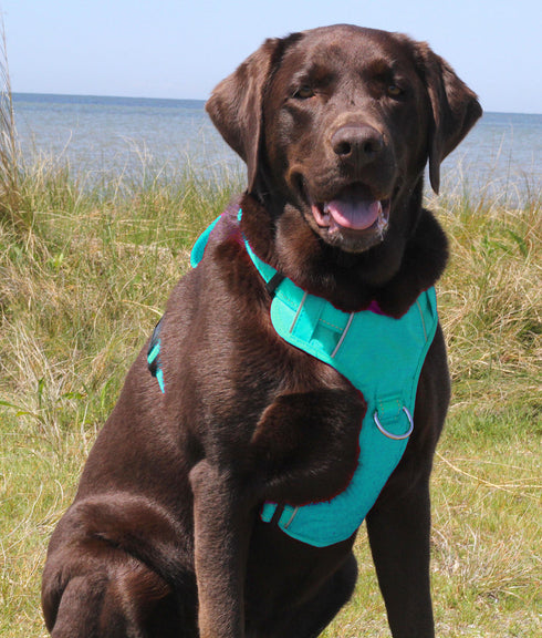 Chesapeake Bay Dog Harness Sea Foam Small