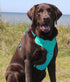 Chesapeake Bay Dog Harness Sea Foam Small