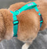 Chesapeake Bay Dog Harness Sea Foam Medium