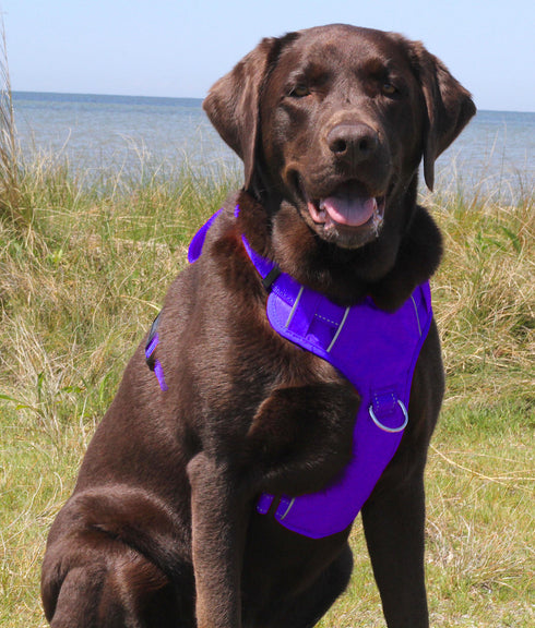 Chesapeake Bay Dog Harness Purple Rain Large