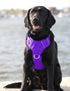 Chesapeake Bay Dog Harness Purple Rain Extra Large