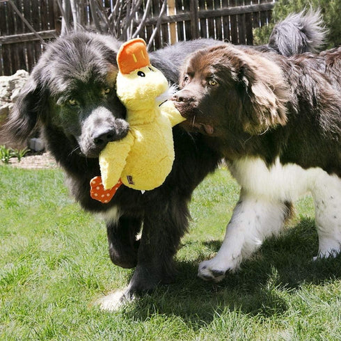 Kong Comfort Duck Jumbo Dog Toy XL Assorted