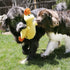 Kong Comfort Duck Jumbo Dog Toy XL Assorted