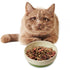 Spot Bowl Sedona Spruce Green Cat Dish 5" - Poudre Pet & Feed Supply 2