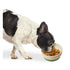 Spot Bowl Sedona Spruce Green Dog Dish 7" - Poudre Pet & Feed Supply 2