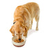 Spot Bowl Sedona Chestnut Brown Dog Dish 7" - Poudre Pet & Feed Supply 2