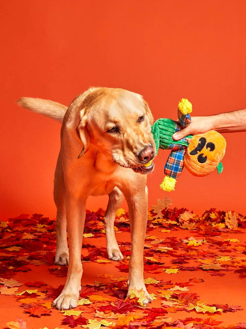 BARK Ol' Pumpkin Patches Plush Dog Toy