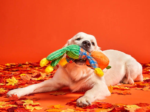 BARK Ol' Pumpkin Patches Plush Dog Toy