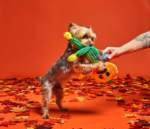BARK Ol' Pumpkin Patches Plush Dog Toy