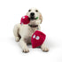 Huxley & Kent Pop 'n Fetch Beet Dog Toy Small - Poudre Pet & Feed Supply 2