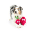 Huxley & Kent Pop 'n Fetch Beet Dog Toy Large - Poudre Pet & Feed Supply 6