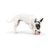 Huxley & Kent Tiny Tuff Walter Melon Dog Toy - Poudre Pet & Feed Supply 4