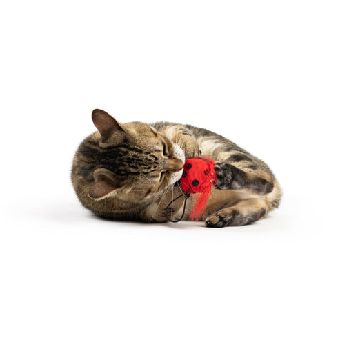 Huxley & Kent Lady Bug Flinger Cat Toy - Poudre Pet & Feed Supply 4