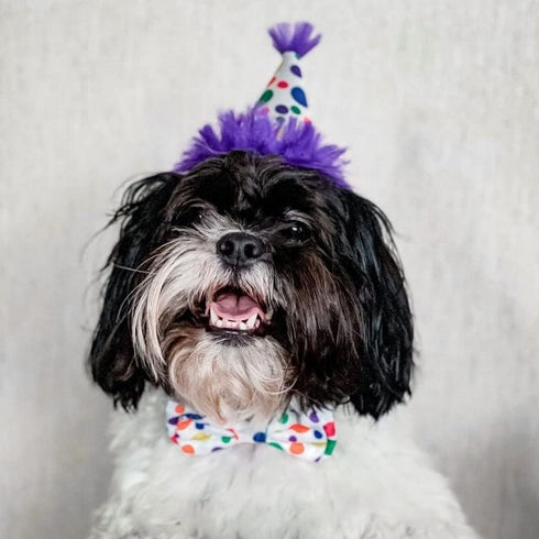 Huxley & Kent Party Hat Happy Barkday Large Purple Poudre Pet & Feed Supply 6