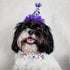 Huxley & Kent Party Hat Happy Barkday Large Purple Poudre Pet & Feed Supply 6